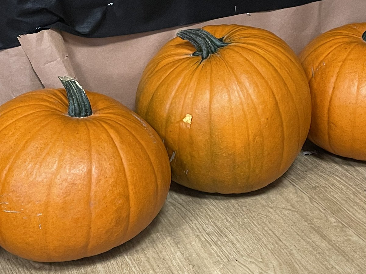 knaknakna222's tweet photo. Our pumpkin delivery sparked a lot of interesting conversations and fantastic observational drawing. Cant wait to explore them further with our little munchkins! 🎃#EYFS @hifieldji #EYTwitterTagTeam #PACTshare #EYTagteam @EYTagteam @cosydirect https://t.co/LEbFJFCYCh