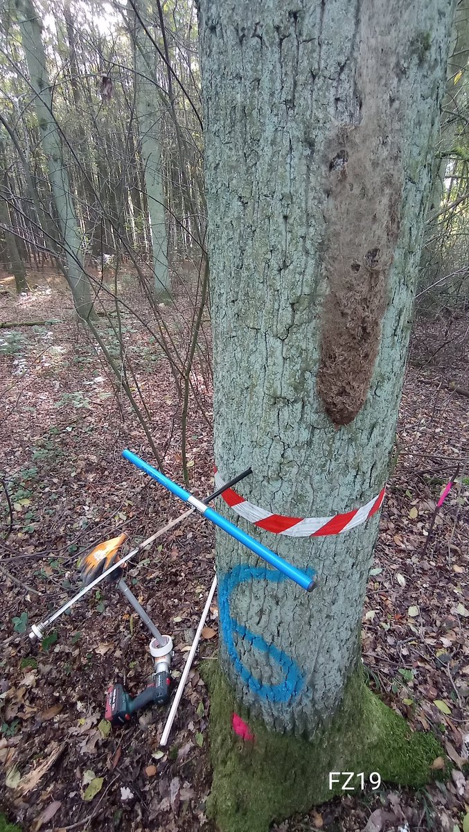 How do you guys affect Oak growth in Northern Germany? We will find out in the #RiMa project! #dendroecology #Eichenprozessionsspinner #oakprocessionarymoth