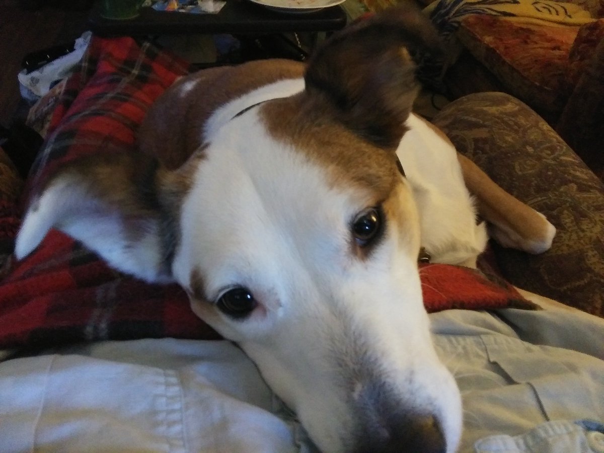 rubytombsday's tweet image. Call to action, #MutantFam
Fri at 8pm C i&apos;m hosting a fundraising double feature to save my #SupportDog Poppy. We&apos;re raising funds to get her to our new home in PA. 

Streamlounge.io will match all donations up to $500, and you can donate using the Perk system in stream.