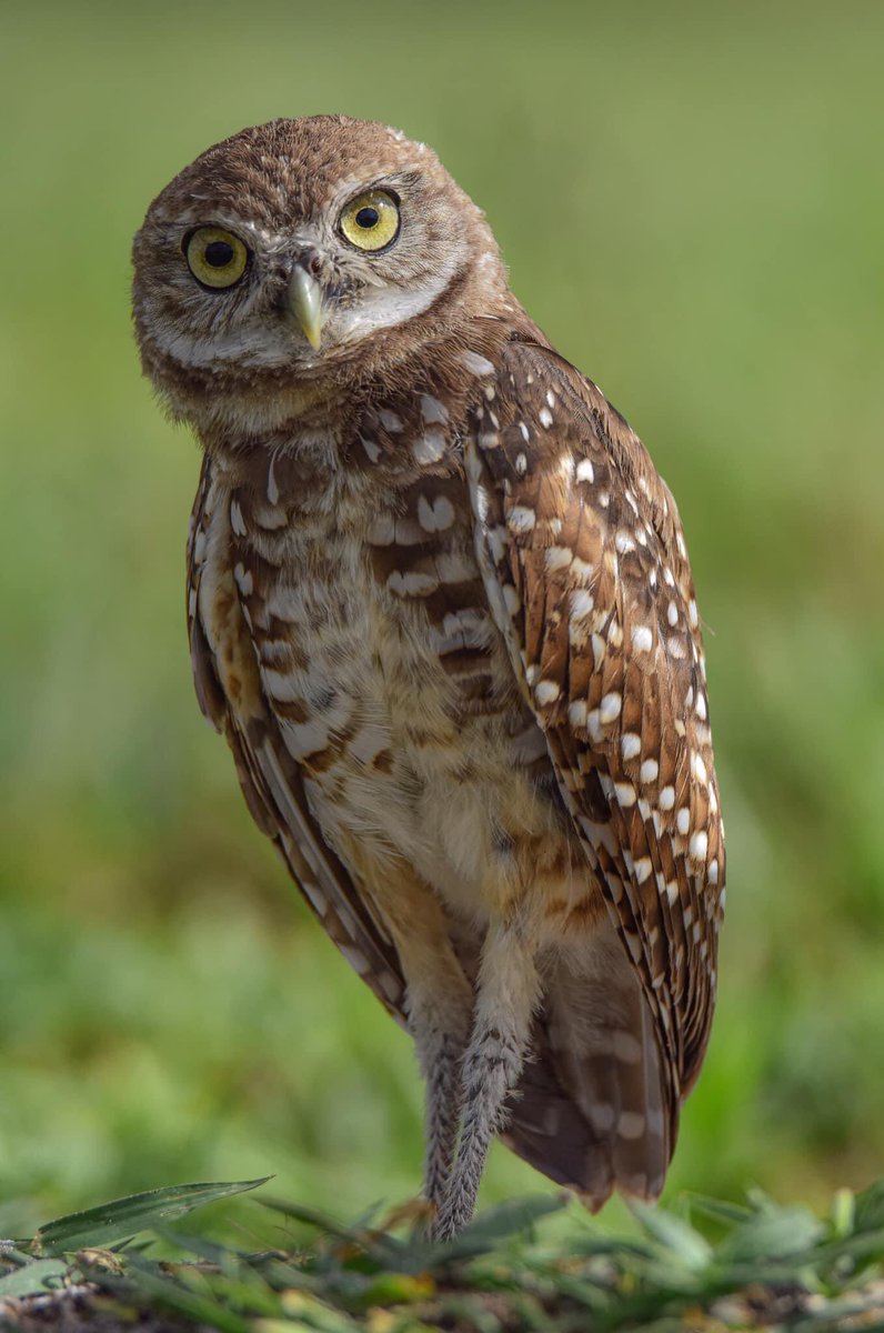 VIEW FULL SCREEN PLEASE This mother Burrowing Owl must have been practicing her “motherly death Stare” on me… cause that’s definitely how my mother would look at me most times 😂😂😂 #TwitterNatureCommunity #NaturePhotography #birds