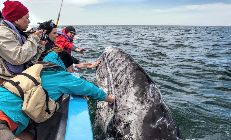 It is the prime whale-viewing season in Baja, and you still have a couple of months to fit in a trip to see the magnificent creatures. Read > 3 Tips For Seeing Baja’s Whales  bit.ly/3DD4kwp