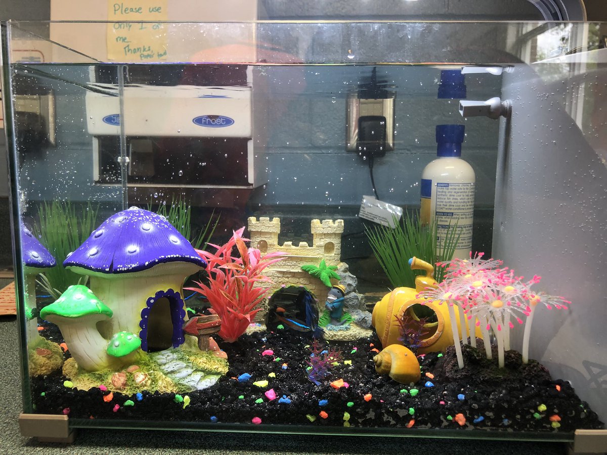 Grade4STJ's tweet photo. We are over the moon excited to welcome our newest addition to the Fantastic Four’s…the fish!!! 🐠 we have 1 Beta fish, 4 Tetra’s, and 1 snail. Stay tuned to find out their names! https://t.co/CzklFnVS5z