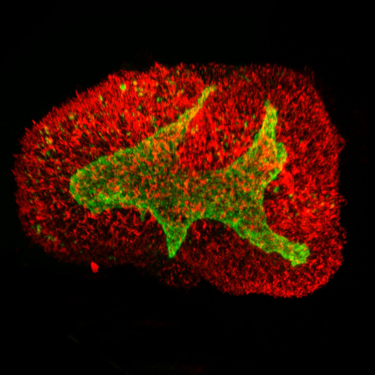 Thomas Vierbuchen (@tommyvierbuchen) on Twitter photo Some teaser images from <a href="/DanielMedinaC12/">Daniel Medina Cano</a> and <a href="/tarek1028/">Tarek Islam</a>.
4 day old mouse neural organoids generated from pluripotent stem cells.
Green: ZO-1 (apical membrane)
Purple: phospho-H3 (dividing cells)
Red: Nestin
Keep an eye out on Biorxiv in the coming weeks to learn more! Some teaser images from <a href="/DanielMedinaC12/">Daniel Medina Cano</a> and <a href="/tarek1028/">Tarek Islam</a>.
4 day old mouse neural organoids generated from pluripotent stem cells.
Green: ZO-1 (apical membrane)
Purple: phospho-H3 (dividing cells)
Red: Nestin
Keep an eye out on Biorxiv in the coming weeks to learn more!