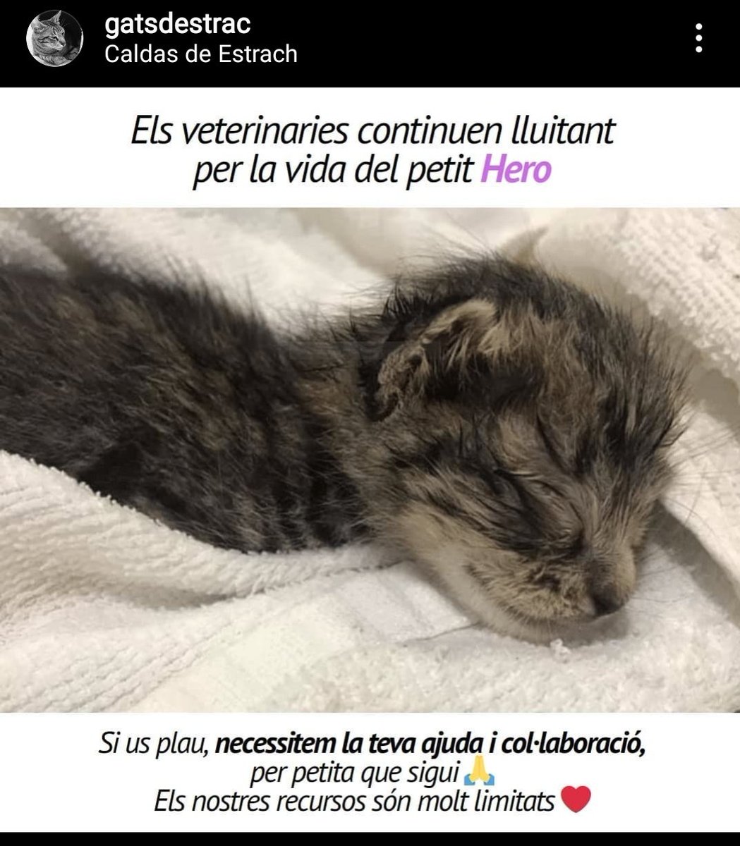 RataDesletrada's tweet photo. Voleu ajudar a salvar al petit Hero??
Us necessita!!!
Més info al link.
Via gatsdestrac.
#gat #gato #maltractament #animal #caldesdestrac #donatius #gatetes #moixos
@iaiavegana
@suriCATreus
@Wertyalord1
@pacmacatalunya
@AnimalDefensa
https://t.co/rX6ChL9NJG https://t.co/APtCMEO4FX