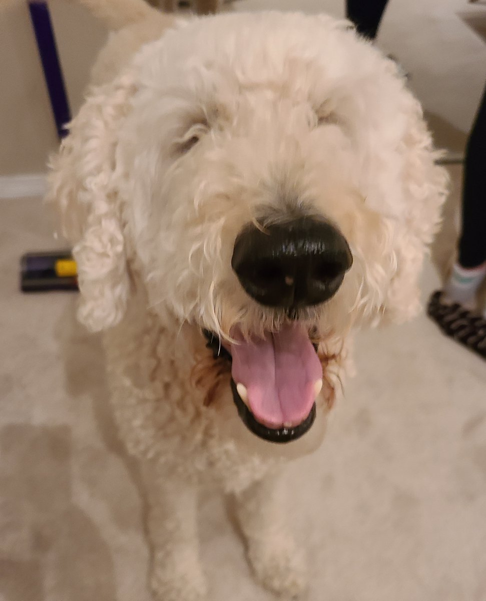 Someone's a happy dog today. :) 
.
.
.
.
.

#dogs #dog #cute #pet #petstagram #animals #adorable #love