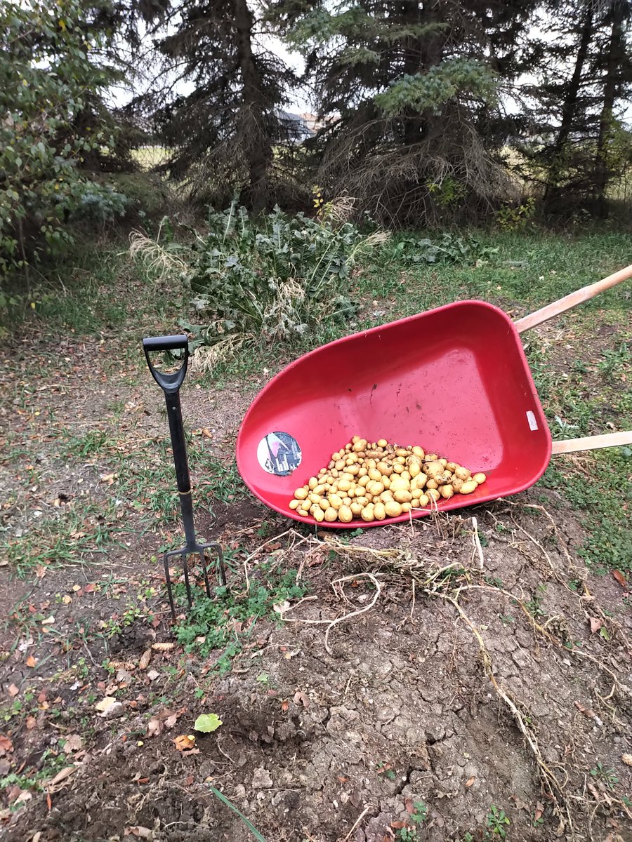 Tim Wiens tweet media