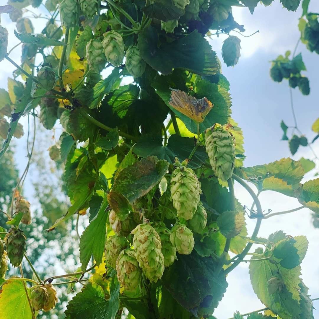 GenerationsBrew's tweet photo. Seasons changing, the hops looks amazing! Taproom is open today from 4-10pm …. Hop on over and see us!
.
#CraftBeer #beer #Wednesday #microbrew #beers #hops #hoppy #ipa #ale #porter #lager #stout https://t.co/uNRhDu0gwy