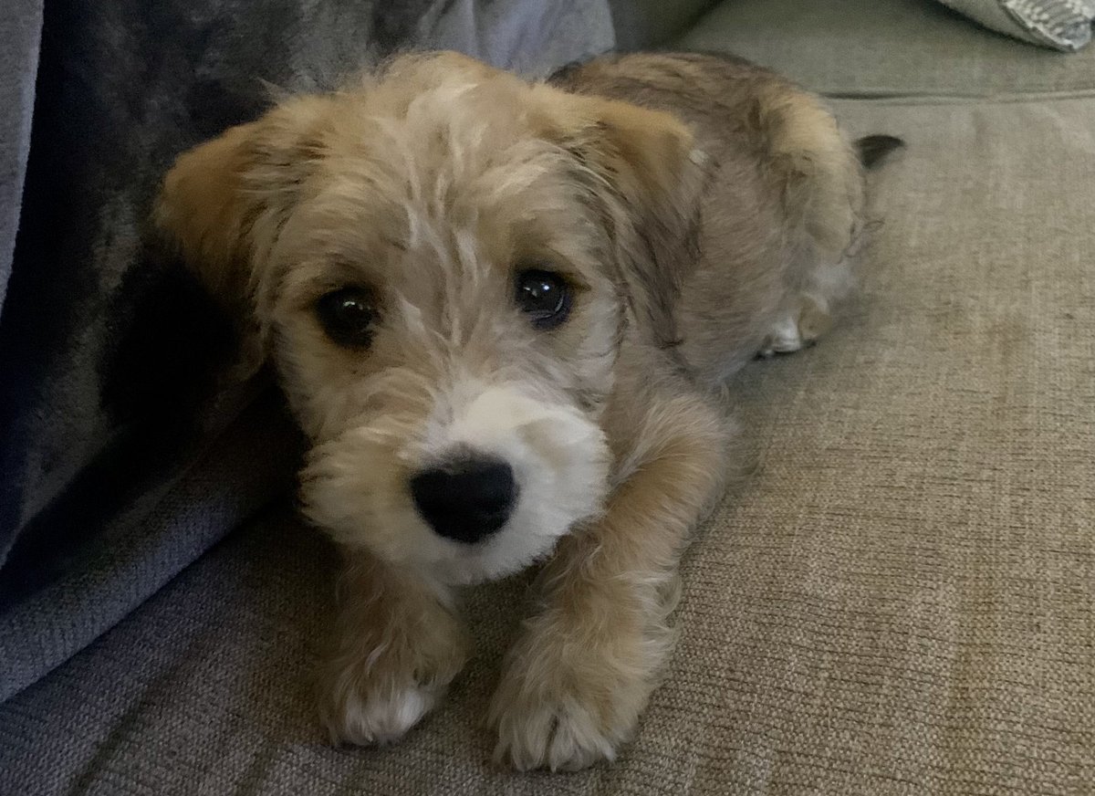 Coach_Fraser_'s tweet photo. Scout is 6 months old today! 🎂 @therealannadams https://t.co/GjlBN0tzoa