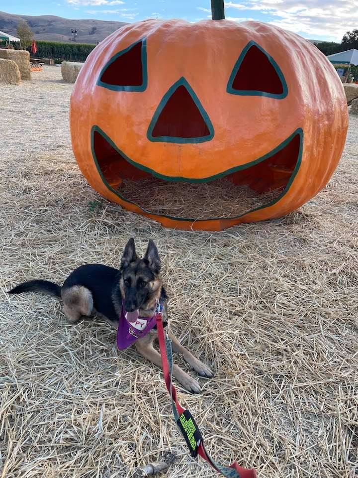 SangRocks's tweet photo. Our rescue Sadie (https://t.co/ntNLpVZUMa) had a fantasy land  experience at https://t.co/rly8AJwD7Z. Enjoyable photo shoot for Halloween pawty, trick &amp; Costume contest. Register https://t.co/L0hTPGkZSb Oct 31 at 11 am PT (online or inperson) https://t.co/ZsPnILlwYZ