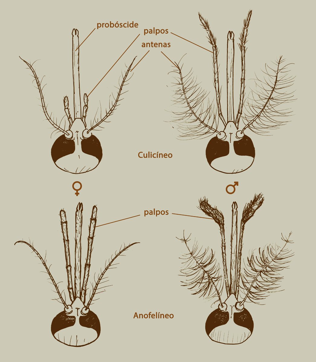 mosquito_web's tweet photo. Os mosquitos pertencem à Família Culicidae (Ordem Diptera- insectos com apenas um par de asas). Os culicídeos estão divididos em 2 Subfamílias principais, Anophelinae e Culicinae, distinguindo-se pelos palpos. O sexo distingue-se pelas antenas. #mosquitoweb https://t.co/WRJDeFpoR4