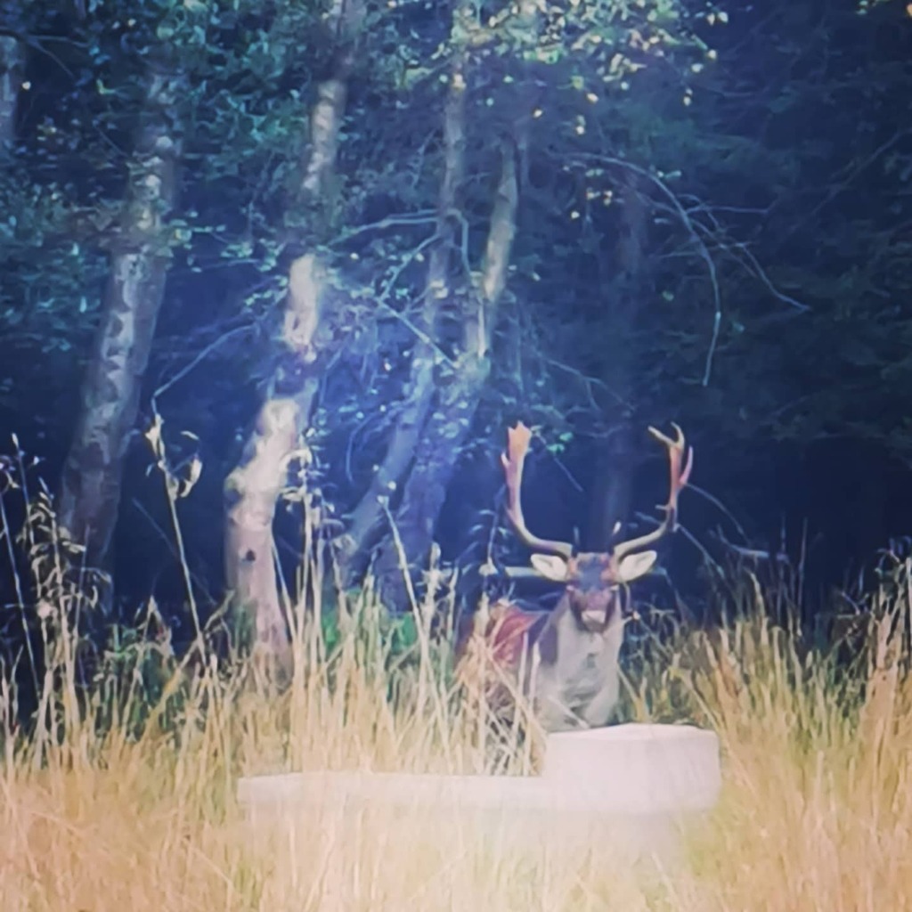 zoysii's tweet photo. What a blessing and treat of a sight in Epping Forest. π¦ #epping #highbeech #deer #stag #rutting #antlers https://t.co/LZ4TzFQyvM https://t.co/EgvPGSp7rl