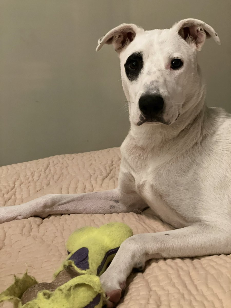 matthewcurran's tweet image. I can’t speak for the rest, but I’m pretty sure my #rubydog IS THE BEST!  🤓👍