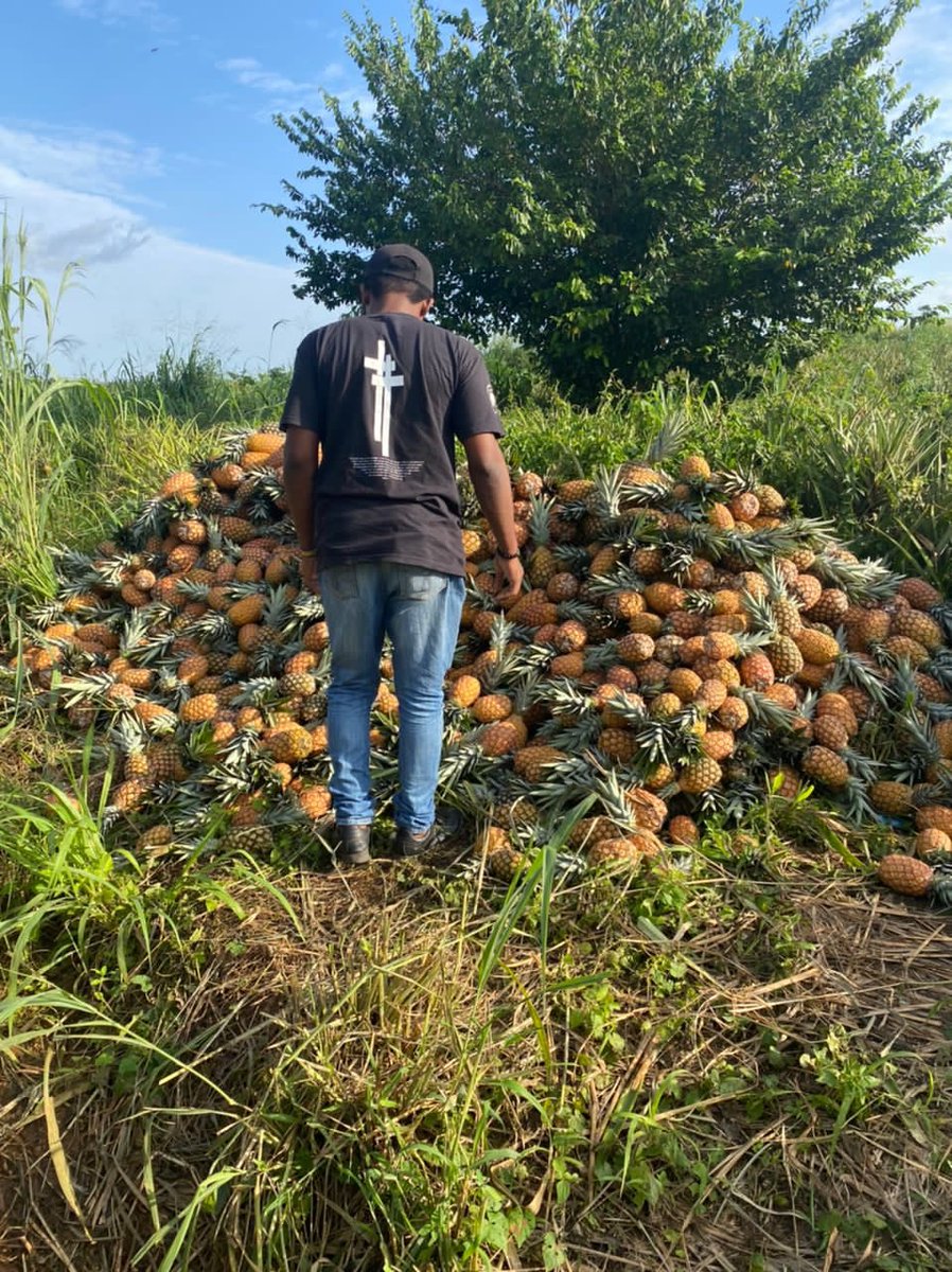 ARCHERS FARM tweet media