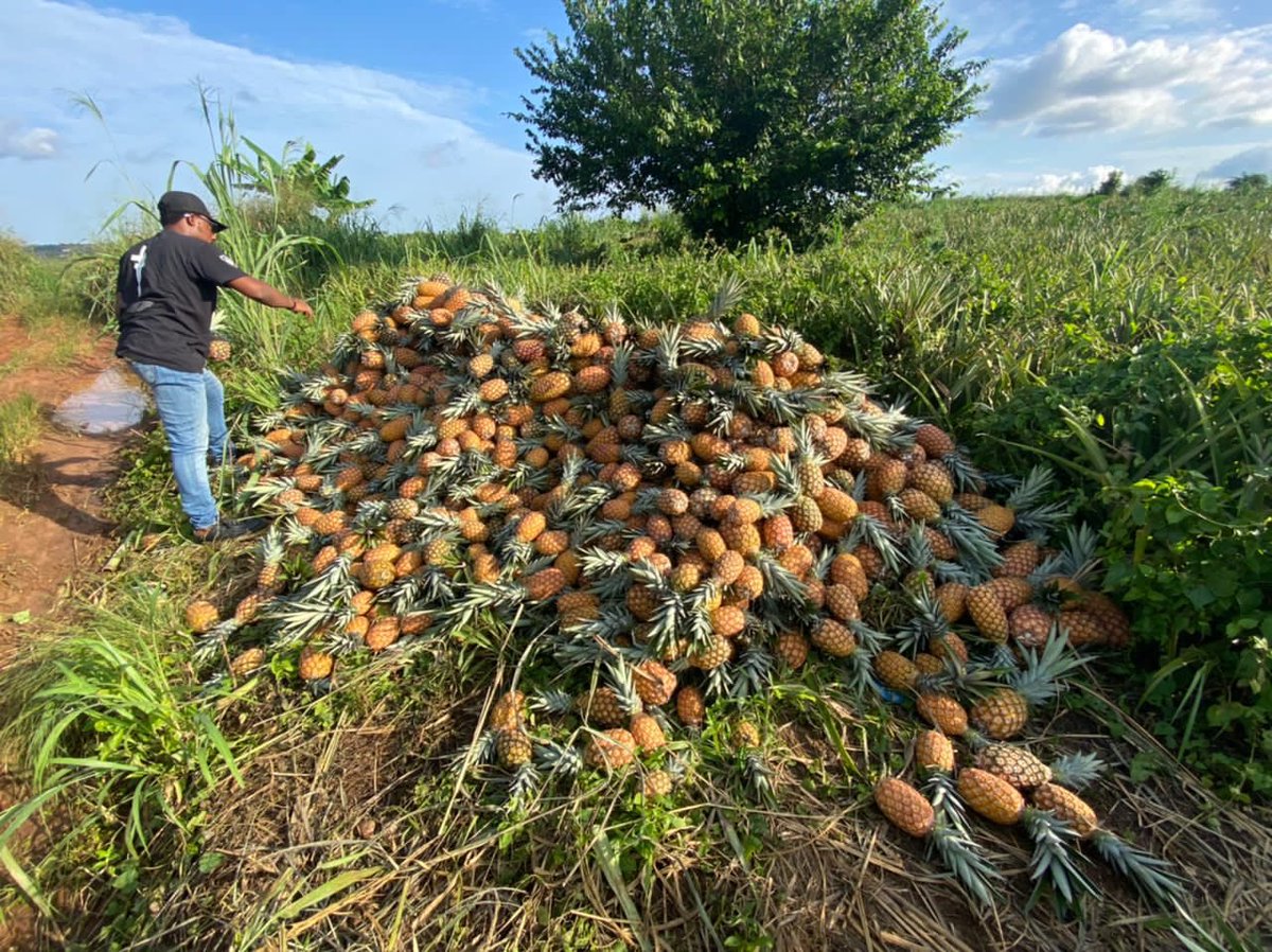 ARCHERS FARM tweet media