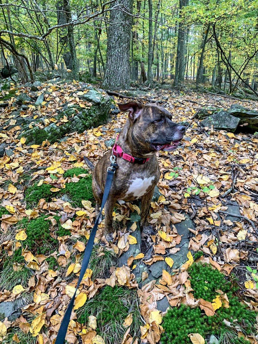 I had a fall in PA! 🍁🍂🍁
princecharmingri #princecharmingri countrydog #woods #citydoginthecountry #pitbull #pitbulls #pittie #pitties #brindle #brindlepitbull #pitbulllove #pittielove #pittienation #pitbullnation #dogsofnyc #dogsofnewyork #nepa #dontbullymybreed