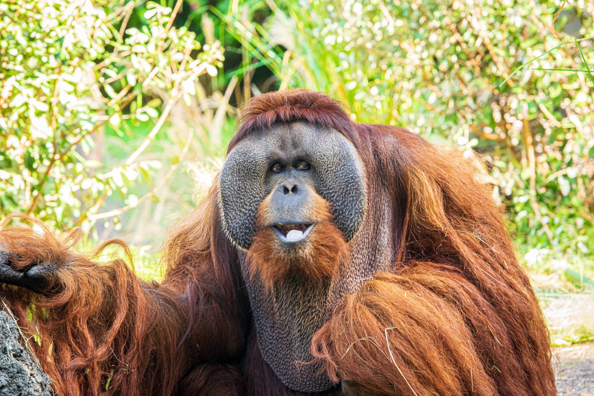 houstonzoo's tweet photo. It’s #WorldRainforestWeek! Every time you visit the Zoo, you’re protecting clouded leopards and orangutans in the wild. Your Zoo admission makes it possible for the Zoo to provide support for trees to be replanted in Bornean rainforests for wildlife to thrive in the wild. https://t.co/gGEJ8w1YSY