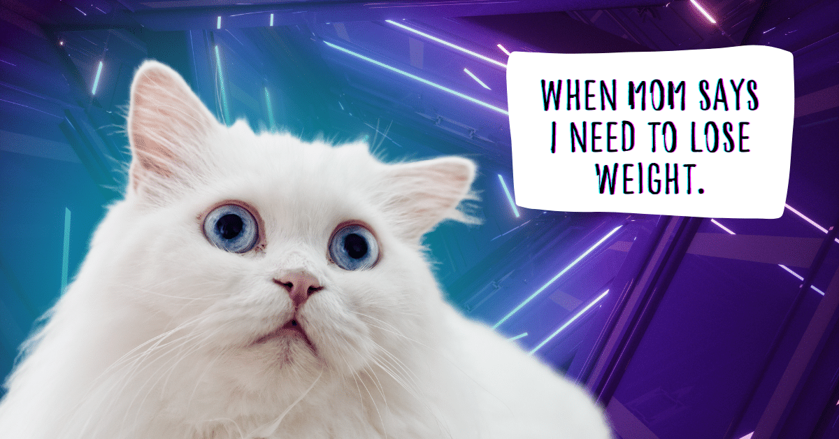 CP_PetInsurance's tweet image. Mewww-ve over extra pet-pounds! It's #PetObesityAwarenessDay! ❗❗ 59% of cats and 54% of dogs in the U.S. are overweight or obese, which can cause more health-related ruh roh's! Thankfully, pet obesity is easier to prevent. Here's how! 👉 companionprotect.com/2021/09/17/how…