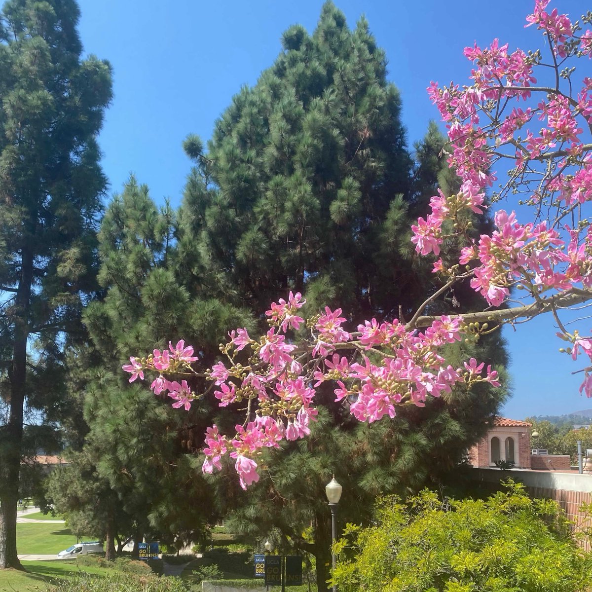 FBmRHb3XEAUfJ5Q ucla это что такое