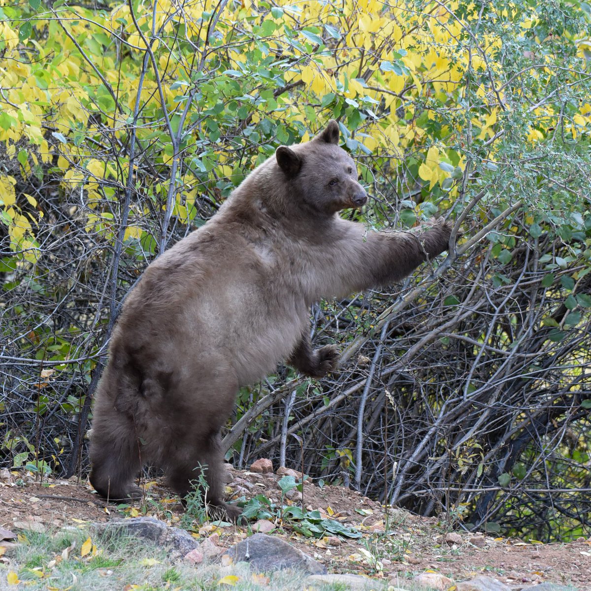 CPW NE Region tweet media