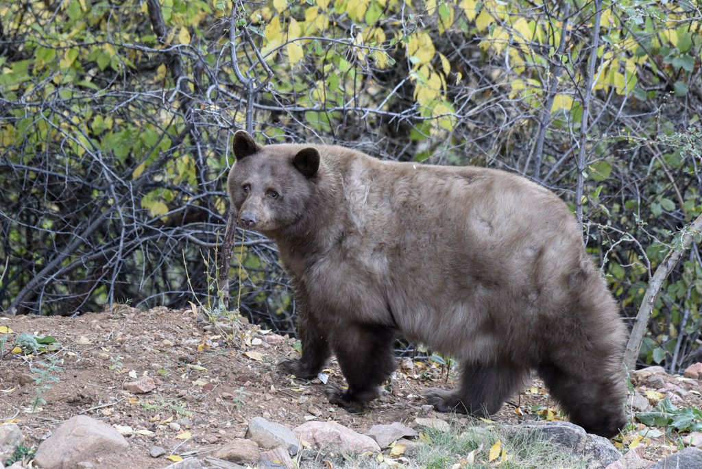 CPW NE Region tweet media