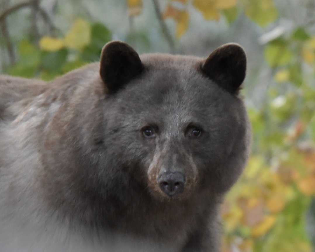 CPW NE Region tweet media