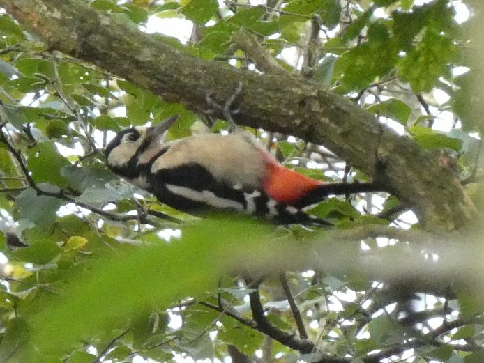 MarkClements27's tweet photo. Great-spotted Woodpecker on Beeston Common today https://t.co/PygQdyox6G