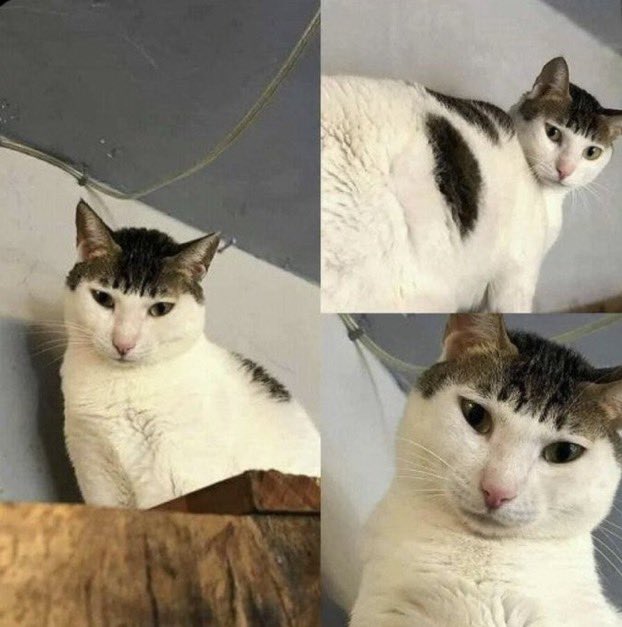 this cat just asked me to go in the shop and get him 20 lambert and butler