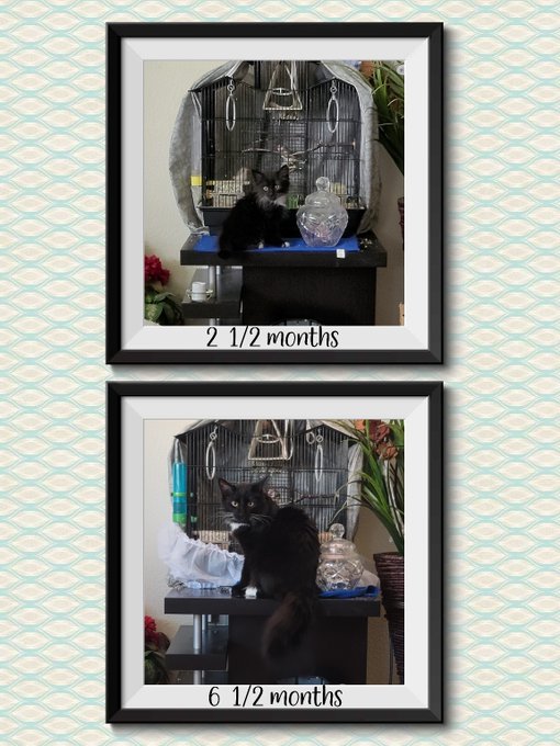 My fur-baby is now my fur-cat!❤ https://t.co/1gSppHHVYi<a href="/tag/sexysaturday"class="tags"><span>#sexysaturday</span></a><a href="/tag/pawg"class="tags"><span>#pawg</span></a><a href="/tag/milf"class="tags"><span>#milf</span></a>