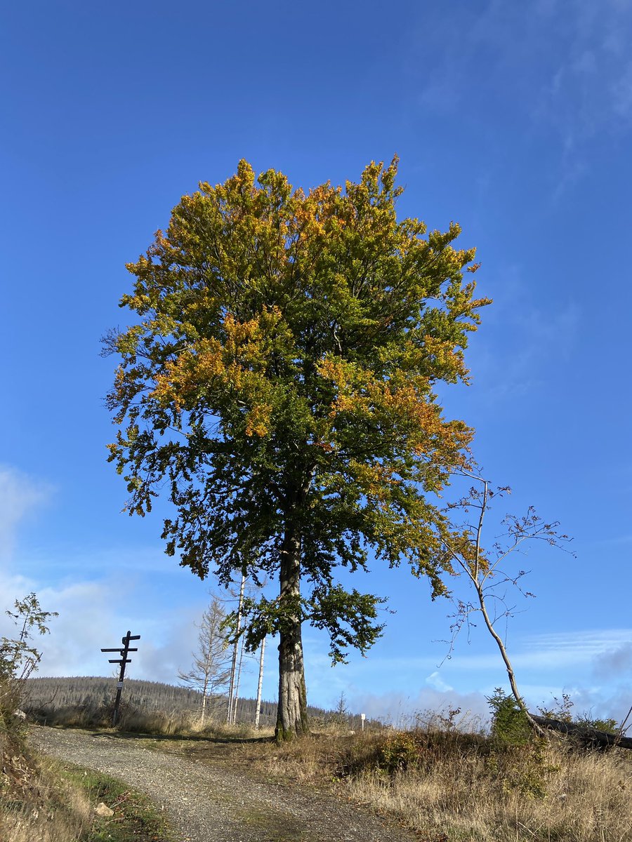 PLANTObelly's tweet photo. Es ist schlimm zu sehen wie der #Harz seine #Bäume verliert. Die Hänge werden immer kahler und es erinnert kaum etwas an #Wald. Schön ist es daher, einen gesunden Baum zu finden, der allem zu trotzen scheint. Jetzt handeln, damit unsere Kinder weiter durch Wälder wandern können. https://t.co/AR67rGCNuw