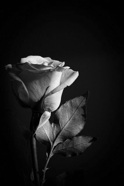 BarataLeila's tweet photo. 💫🤍 https://t.co/YkmC0FveGD
