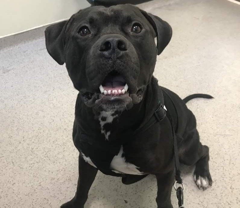 ginachron's tweet photo. ⬆️$750 Stipend to NHP Rescue!
🆘GRAVE DANGER!⌛
DUBBA 5y #106677 #NYC 
Social playful boy, had to live outside. He deserves to feel what family life can be! Needs active fun Foster/13+home in NEast, to be included. No dogs. Pls HURRY before he's gone forever!🙏 LINKS⬇️ https://t.co/TBLivQdsJO