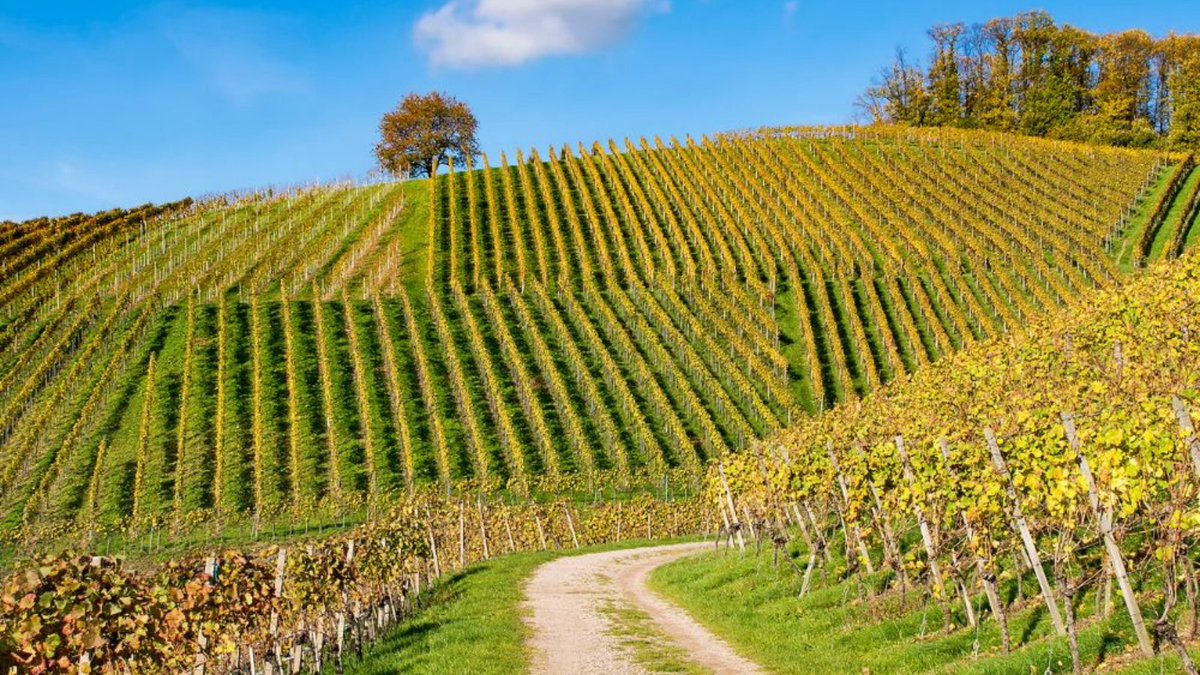 LWC Drinks tweet media