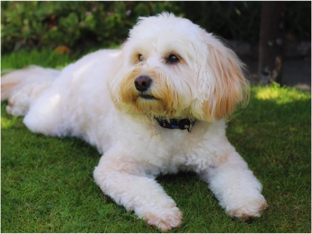 RedPhotography4's tweet photo. Some furry chums ❤️ #animals #pets #dogsoftwitter #dog #photography #photographer #photo #animals #fun #Aberdeen https://t.co/0YsjX0dsaz