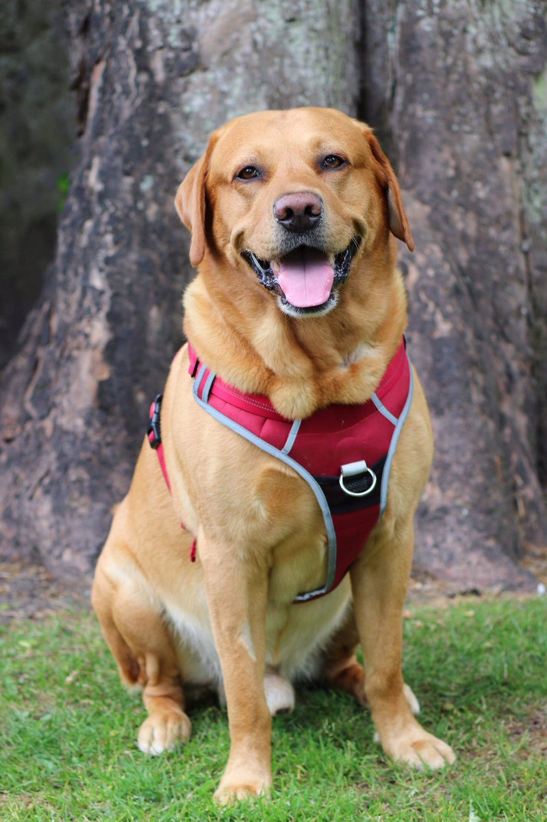 RedPhotography4's tweet photo. Some furry chums ❤️ #animals #pets #dogsoftwitter #dog #photography #photographer #photo #animals #fun #Aberdeen https://t.co/L5u1i45a5y
