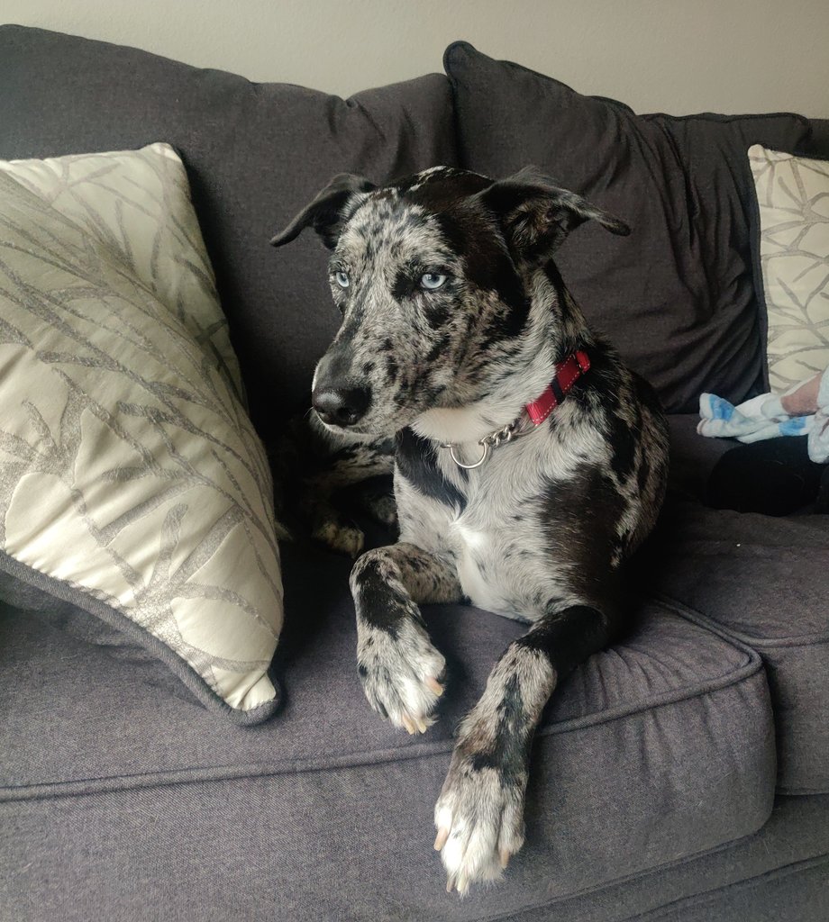 lissaurous's tweet photo. Yall pls adopt!! We adopted this cute girl from DAS and now I can't imagine life without her 🥺🥺 https://t.co/HrMZPVfXYn
