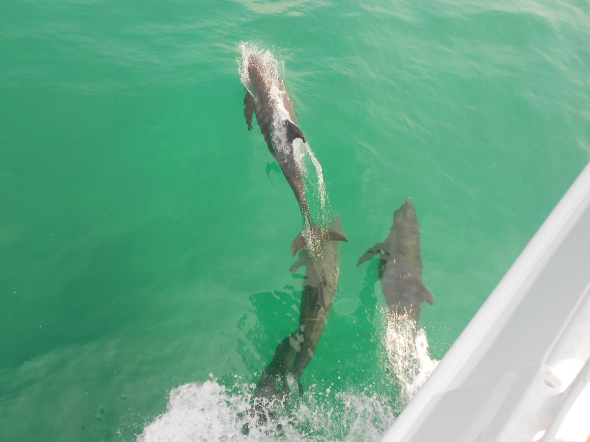 🐬 We have added a cruise for tomorrow (Thursday) at 12pm! 🐬.  Come onboard the most award-winning dolphin cruise in Destin!  Family-friendly, covered upper deck and climate controlled interior cabin with snack and drinks!

Book online at SouthernStarDolphinCruise.com!