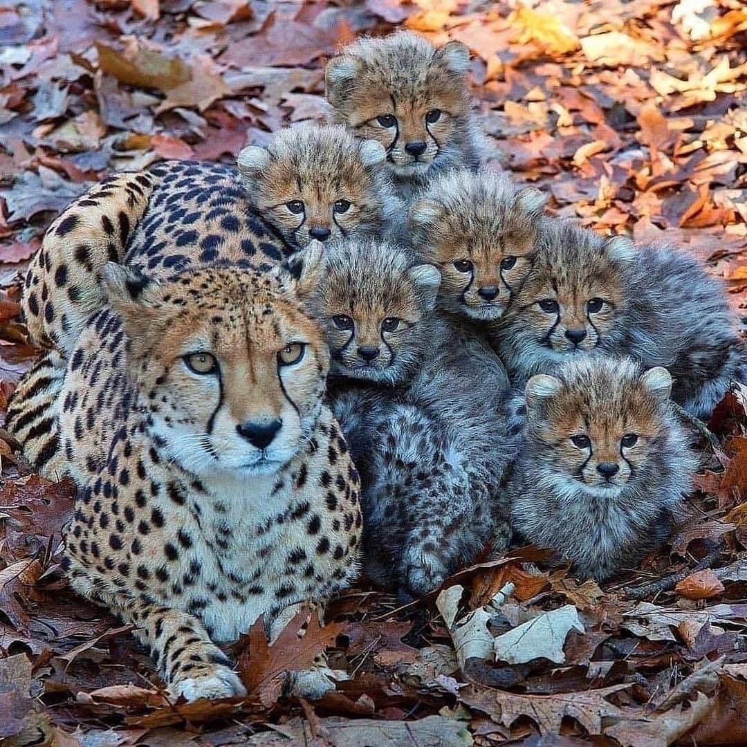 ANIMALS WORLD tweet media