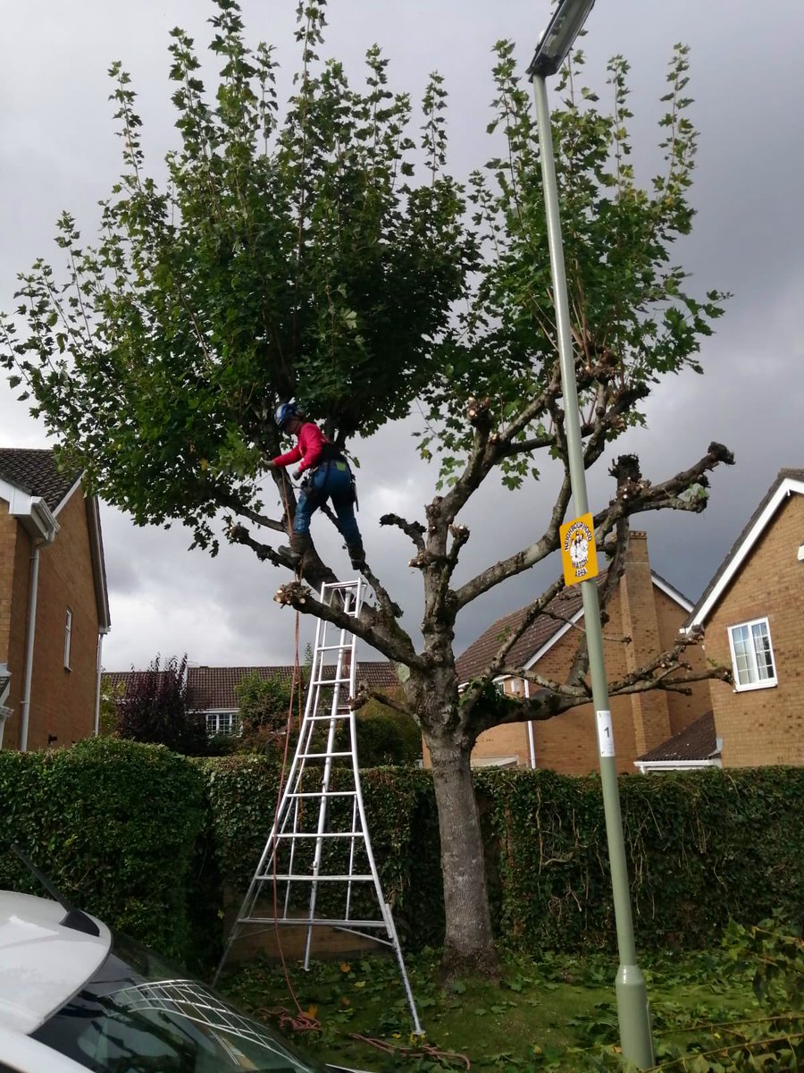 PrimaryTreeSurg's tweet image. Good to see #trainee OB working at height…building skills and confidence through daily support and mentoring by the rest of the team. TB found time for practical training on this Maple pollard today #treesurgeonintraining #learnonthejob #treesurgery #teamwork #mentoring