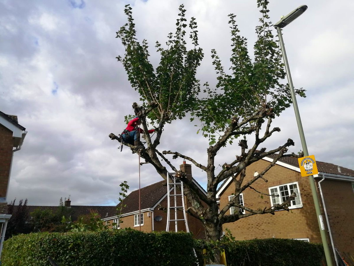 PrimaryTreeSurg's tweet image. Good to see #trainee OB working at height…building skills and confidence through daily support and mentoring by the rest of the team. TB found time for practical training on this Maple pollard today #treesurgeonintraining #learnonthejob #treesurgery #teamwork #mentoring