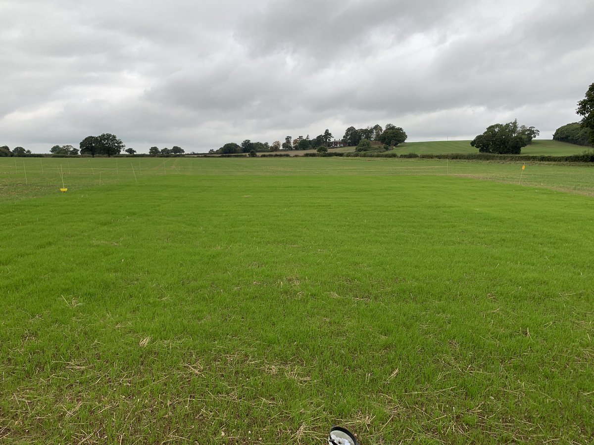 westerncropkid's tweet photo. Delaying drilling is a very important piece in the ryegrass IPM puzzle, serious flush which has been sprayed off and will be drilled later in the week to compare against the mid September drill timing reducing pressure on herbicides @SyngentaCropsUK https://t.co/6KUwGOBmEf