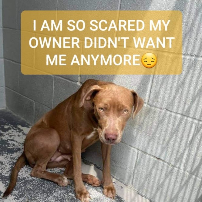 carawil17888192's tweet photo. RESCUE ONLY 💥  Deadline 6pm tomorrow 

Neuces Texas 

CASHEWs world was turned upside down when her owners picked her up and threw her in the AC truck. 

She was scared and confused. She is not happy and not too trusting of people. https://t.co/4BsmbIOBLR