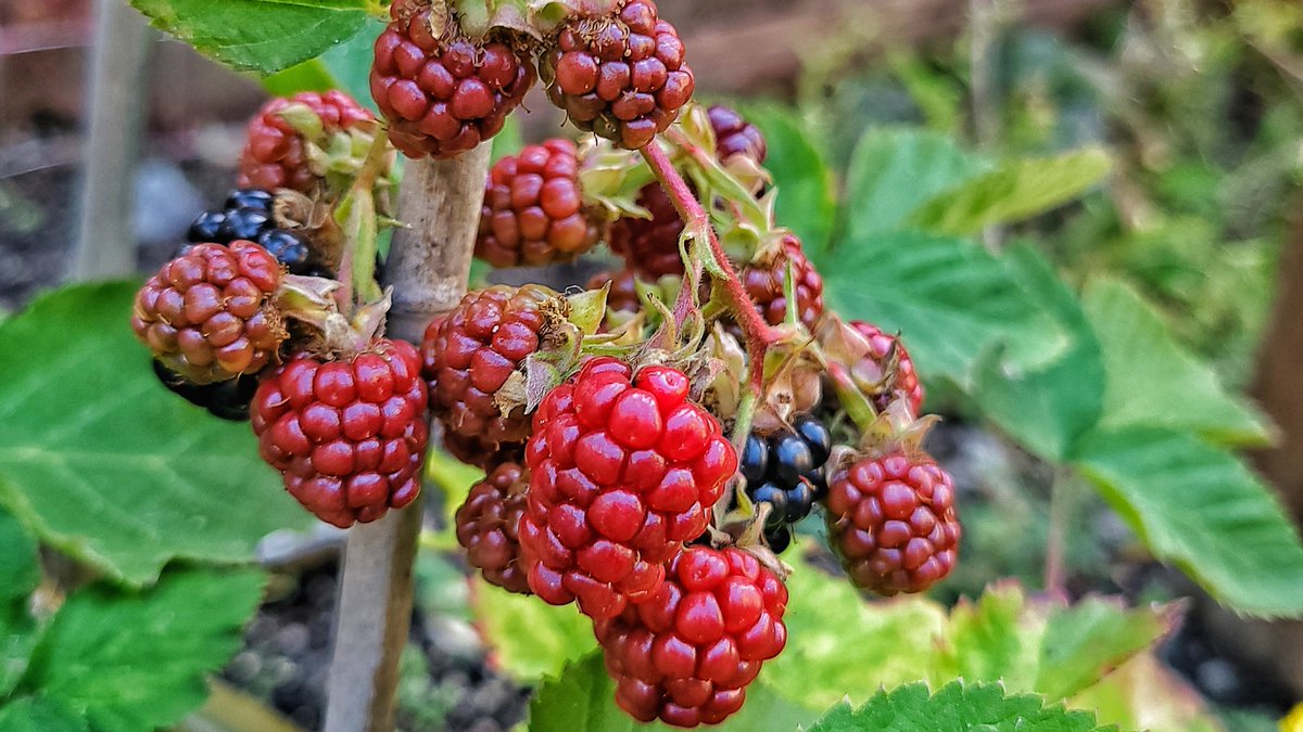 LovelyEarthS's tweet photo. The ripening blackberries.
#Blackberries #OctoberBerries #AutumnBerries #GrowWhatYouEat #LovelyEarthSociety https://t.co/jKt2Ngos7Q