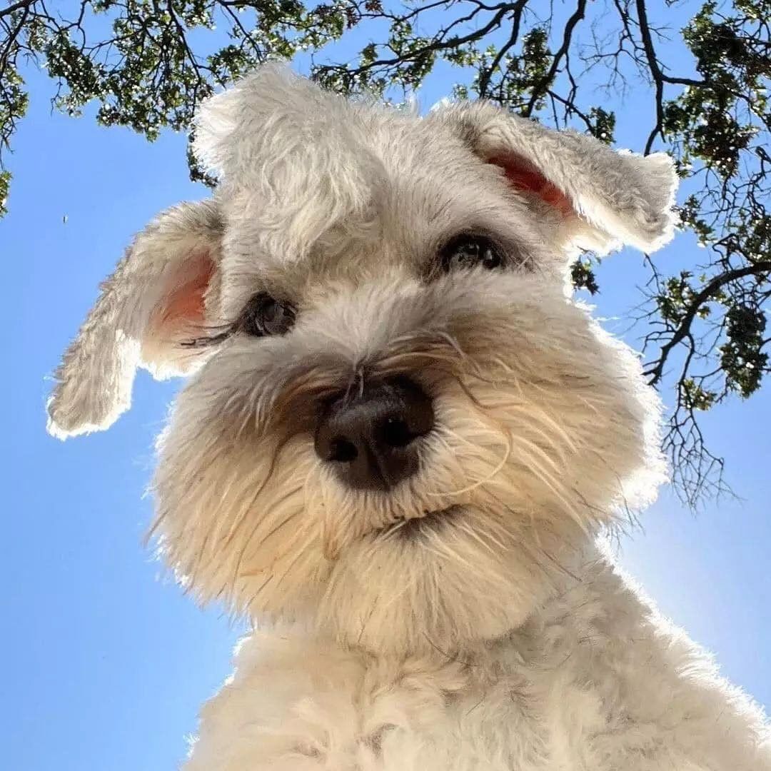 You’re really gonna keep scrolling without stopping to say Hi? @nicotheschnauzer909

@lovepawzshop Wednesday 😉

#minischnauzer #miniatureschnauzer #schnauzerlove #schnauzers #schnauzerofinstagram #schnauzerlovers