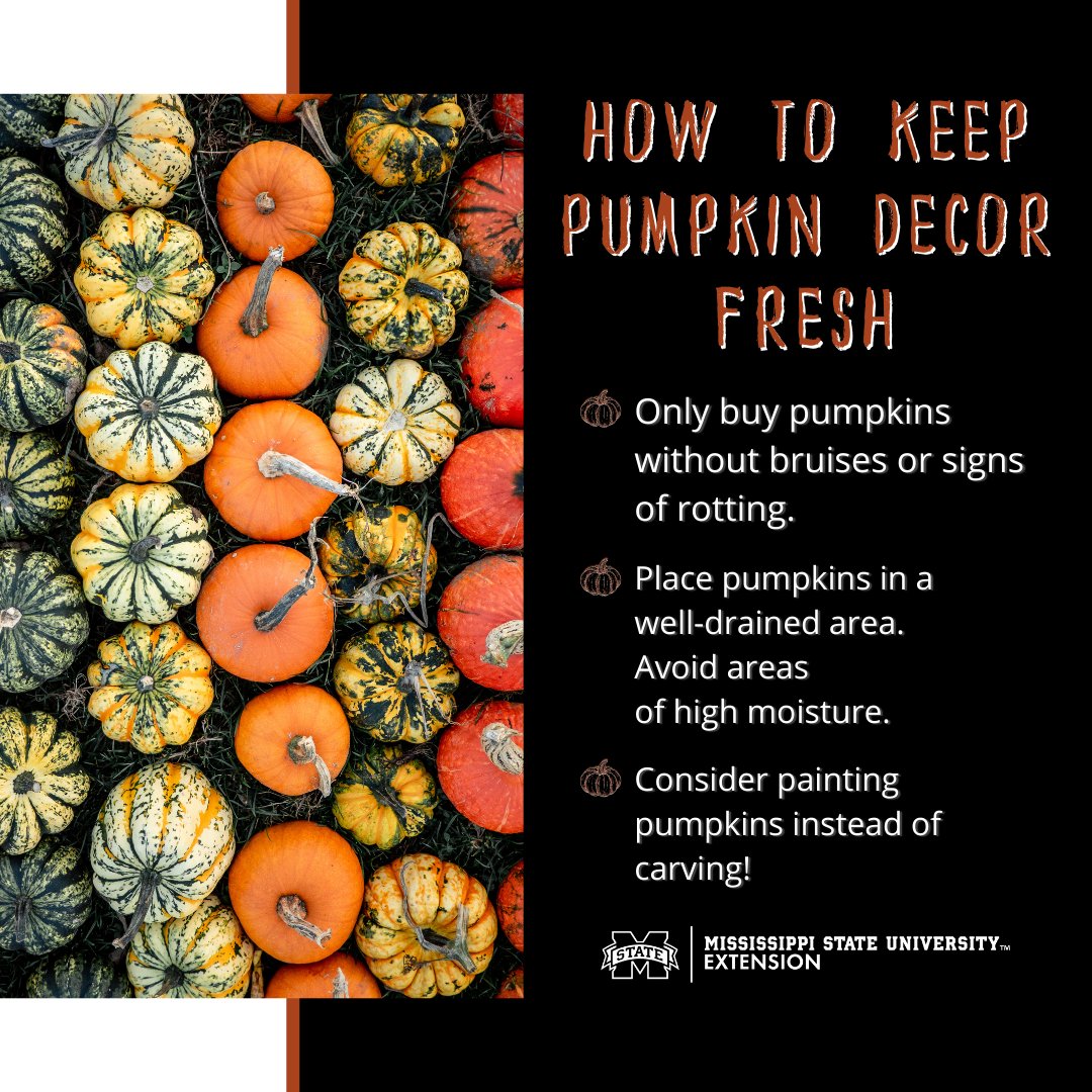 MSUExtService's tweet image. Use these spooky good tips to keep your pumpkin decor fresh!

🎃👉Bonus tip: @reidnevins1 recommends wiping down pumpkins with a 1-part bleach, 10-parts water solution to kill bacteria before setting them outside.

Blog post: ow.ly/r5gi50GqWtR #ExtensionForRealLife #MSUext