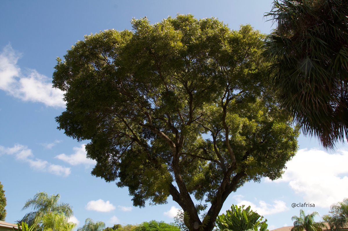 clafrisa's tweet photo. Otro Cedro @margaritavela @arboles_magicos
#FlTrees
#TreesFromFlorida
#MiamiTrees https://t.co/MxXjRMUNW0