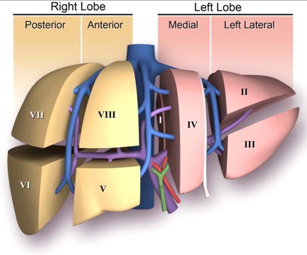 Segmental anatomy of the #Liver 

#livertwitter 
doi.org/10.1002/cld.124