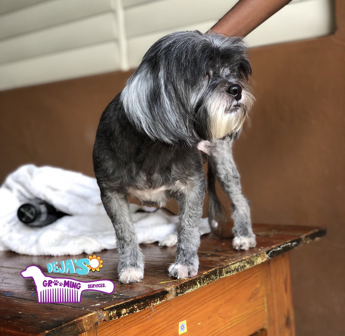 hdeja58's tweet photo. This is coco, and she was groomed by me https://t.co/gJOBmfTBit