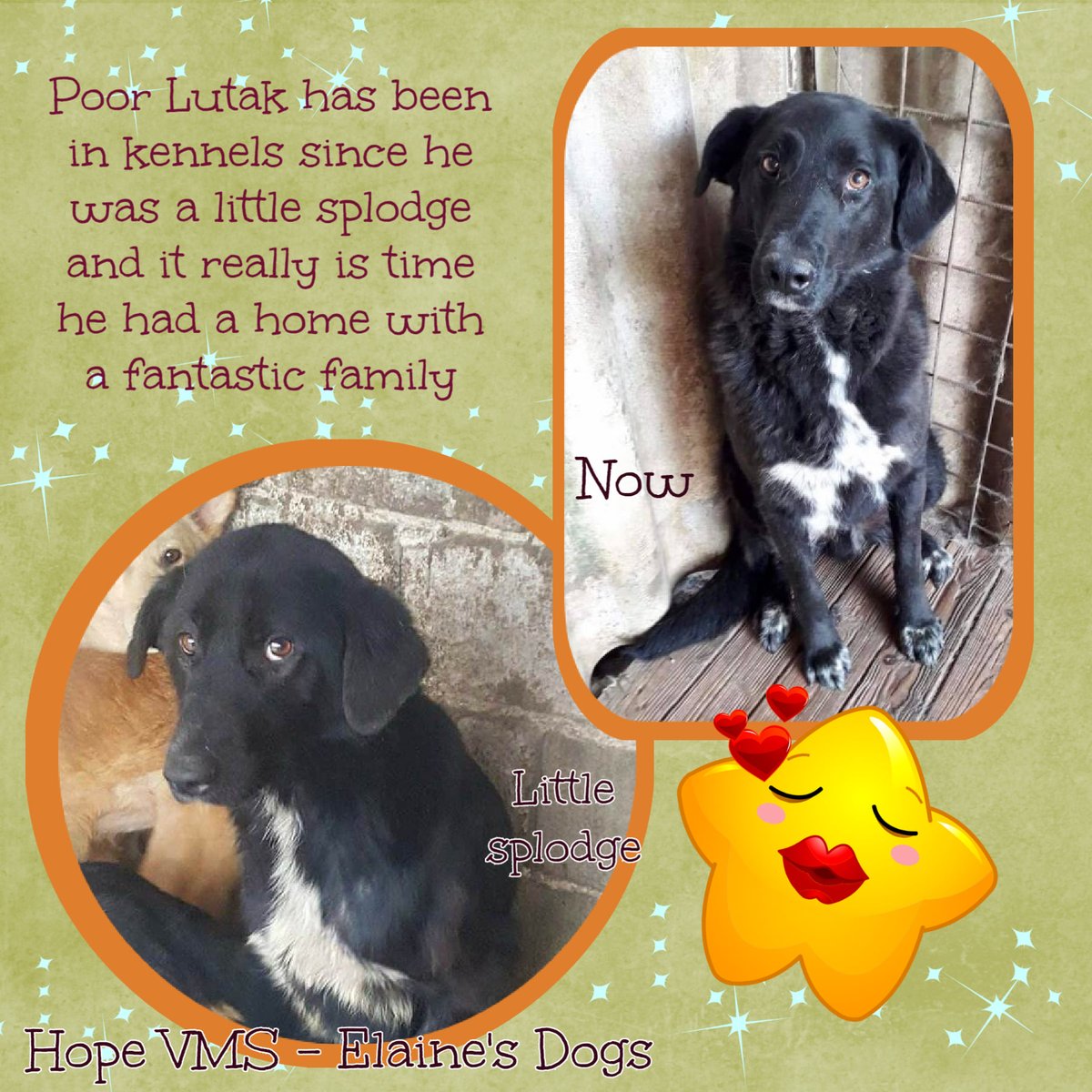 The_Animal_Team's tweet photo. 5yo LUTAK has waited for a home for the greater part of his life. He's a super lad w/all the very best qualities of the Lab mix that's in him. He's quite happy living w/other dogs & has been cared for so well by his angel at the Rescue. https://t.co/BF27W9Styp #WoofWoofWednesday https://t.co/Yf1ofDqnVB
