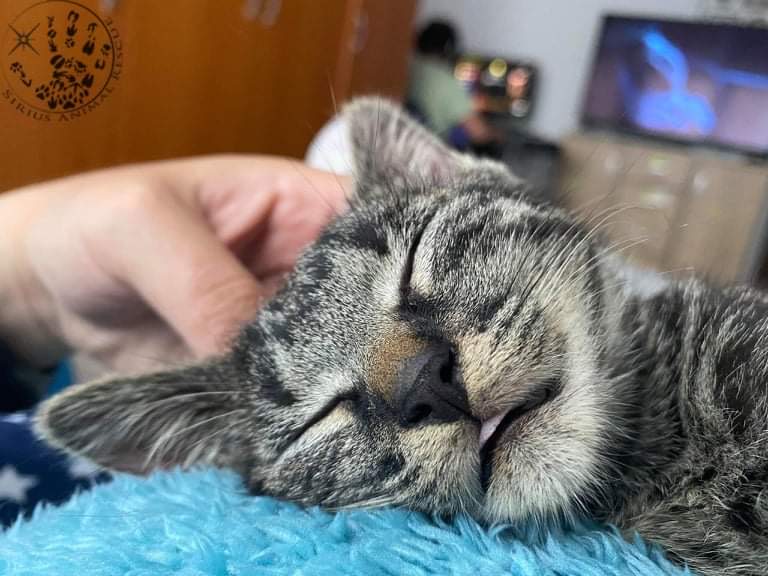 Looking for a name and sponsor 💙🙏 This  little  boy  was  found  all  alone,  he  is  only  2  months  old  😔 Please  DM  if  you  can  help  🐾😻🤞🍀🥰 #cats #CatsOfTwitter