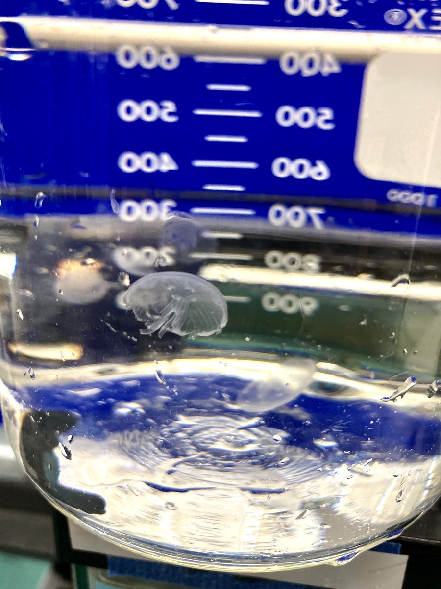 aqsoccc's tweet photo. It’s Graduation Day... for some of the jellies! 

The Moon Jelly team has been busy getting the main kreisel set up, and have now “graduated” the first group of jellies from the smaller, transition tanks. https://t.co/yHYoVIwjWY